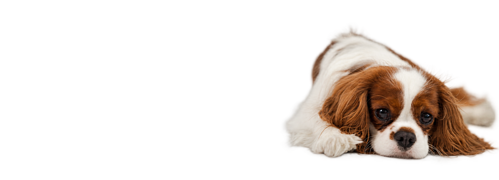 Cavalier odpoczywający na jasnym tle